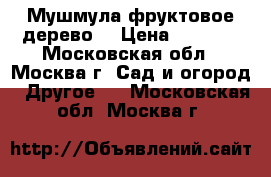 Мушмула фруктовое дерево. › Цена ­ 5 000 - Московская обл., Москва г. Сад и огород » Другое   . Московская обл.,Москва г.